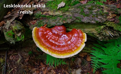 lesklokorka lesklá - reishi